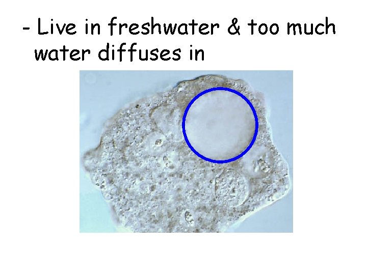 - Live in freshwater & too much water diffuses in 