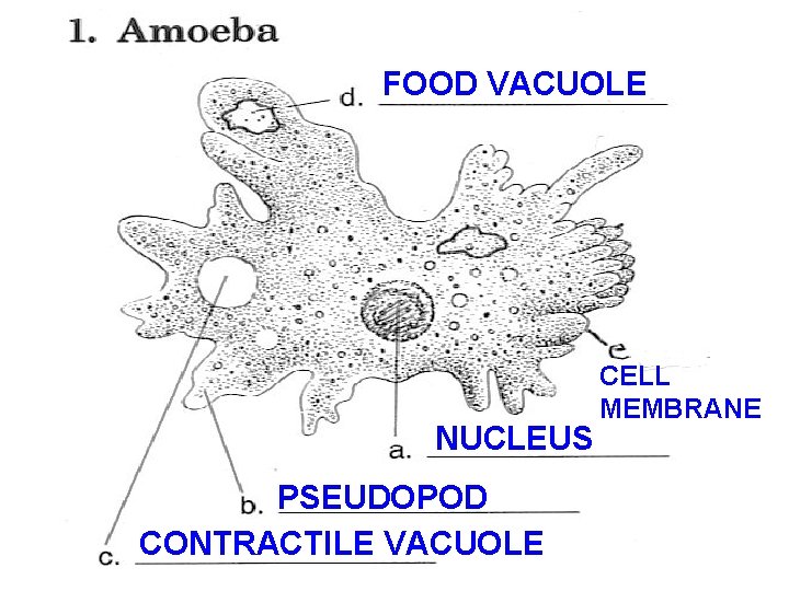 FOOD VACUOLE NUCLEUS PSEUDOPOD CONTRACTILE VACUOLE CELL MEMBRANE 