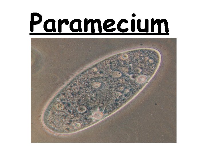 Paramecium 