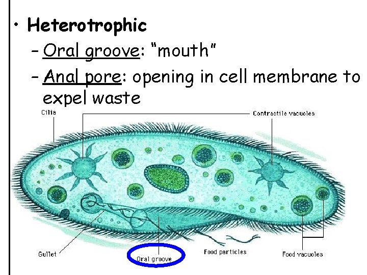  • Heterotrophic – Oral groove: “mouth” – Anal pore: opening in cell membrane