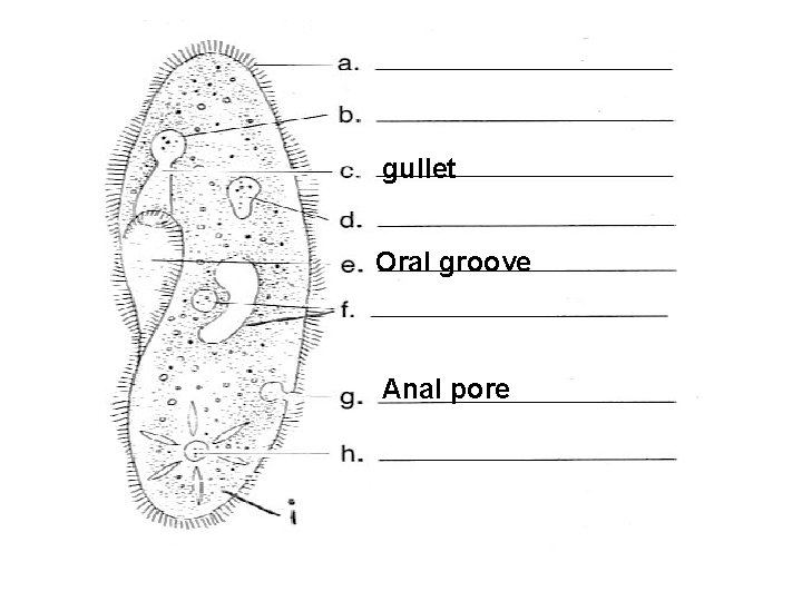 gullet Oral groove Anal pore 