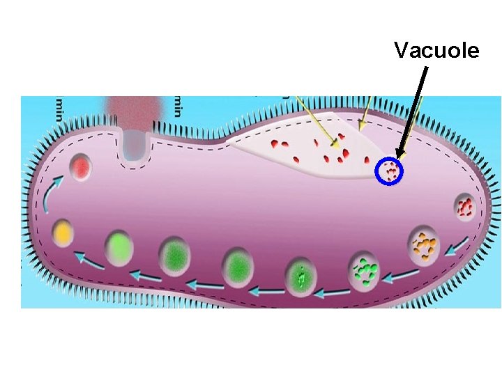 Vacuole 