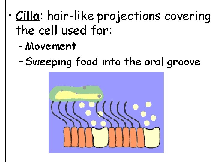  • Cilia: hair-like projections covering the cell used for: – Movement – Sweeping