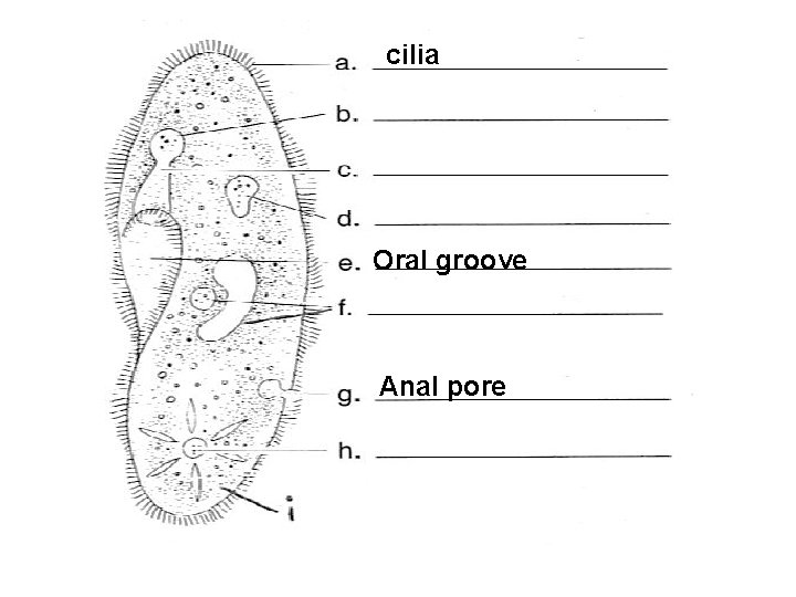 cilia Oral groove Anal pore 