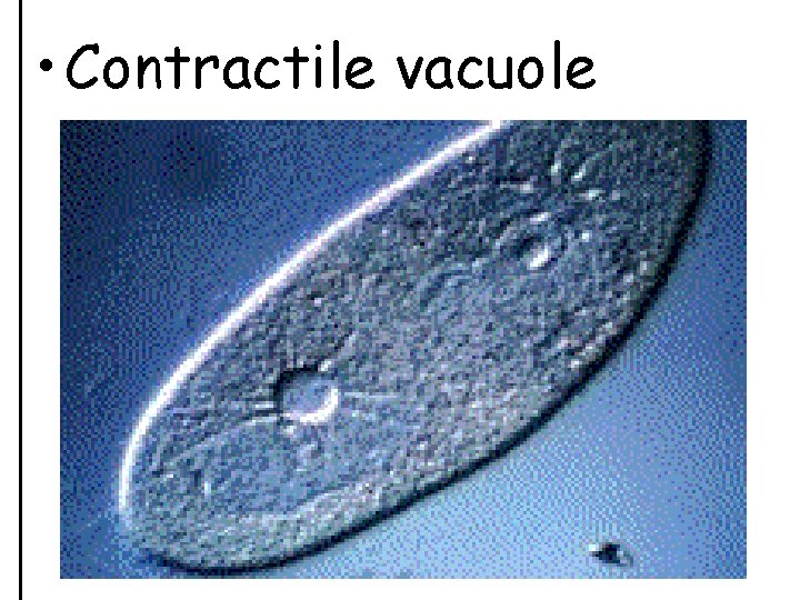  • Contractile vacuole 