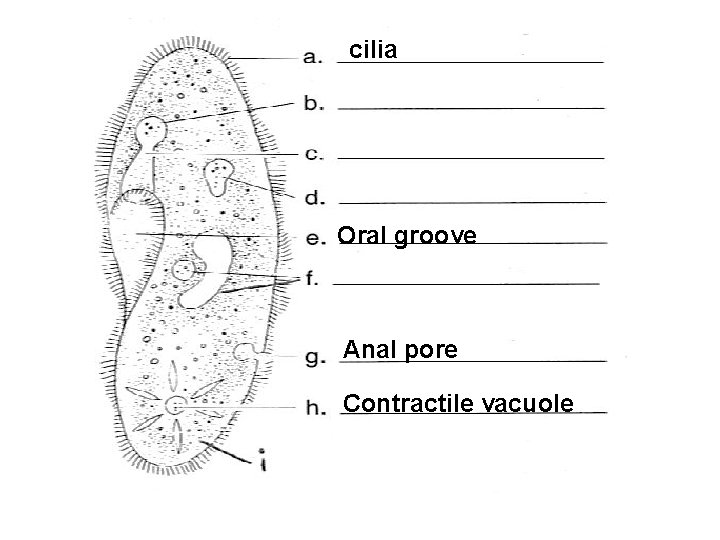 cilia Oral groove Anal pore Contractile vacuole 