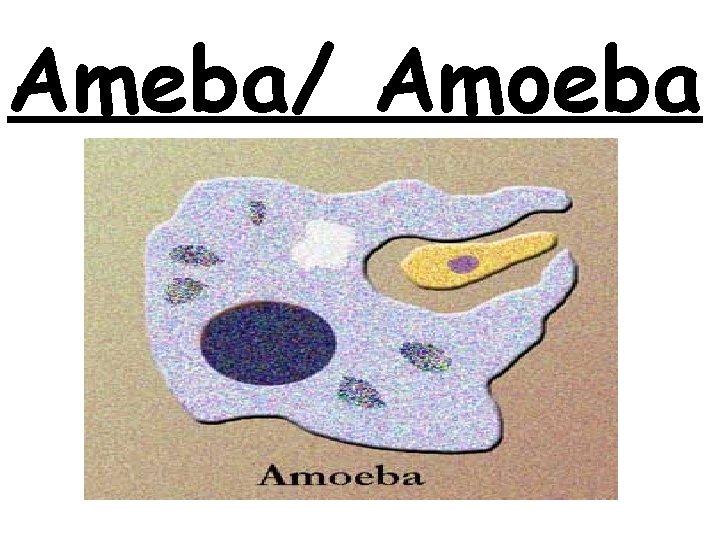 Ameba/ Amoeba 