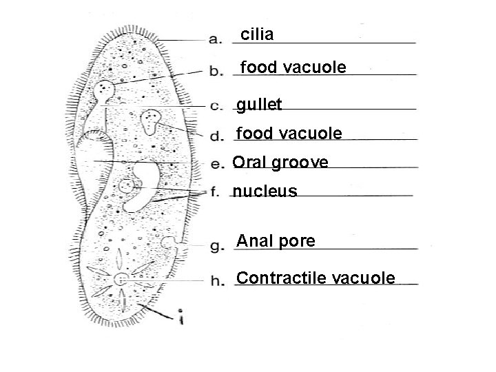 cilia food vacuole gullet food vacuole Oral groove nucleus Anal pore Contractile vacuole 