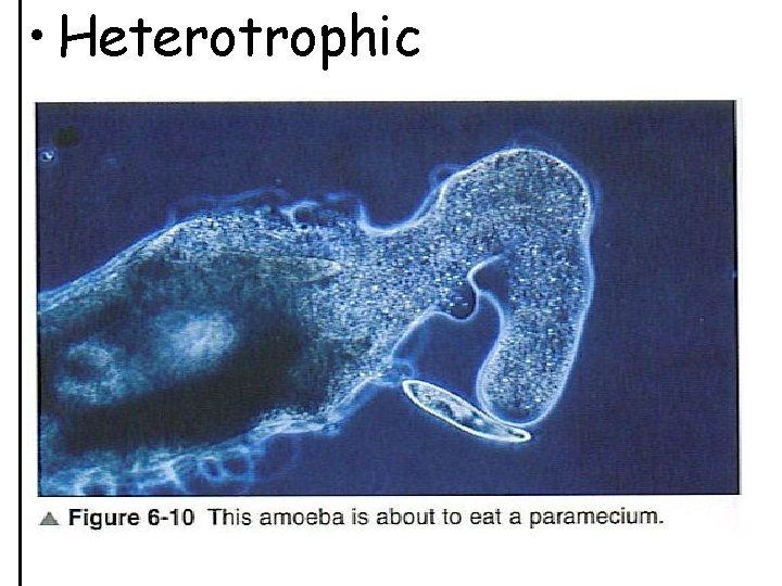  • Heterotrophic 