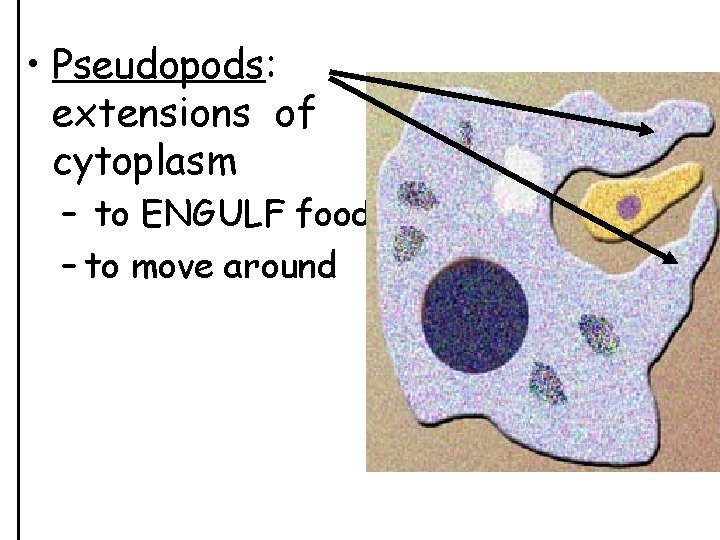  • Pseudopods: extensions of cytoplasm – to ENGULF food – to move around