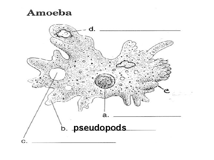 pseudopods 