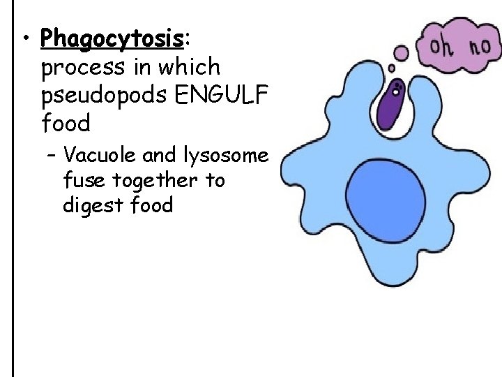  • Phagocytosis: process in which pseudopods ENGULF food – Vacuole and lysosome fuse