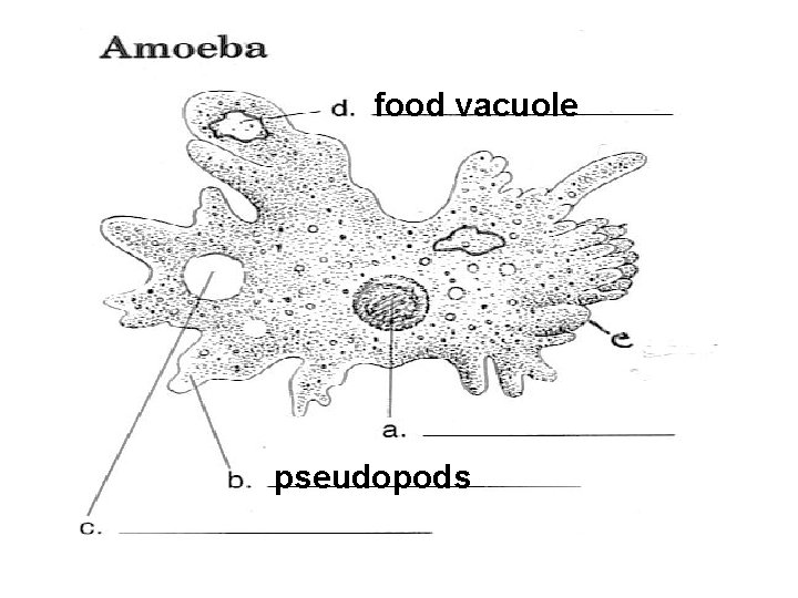 food vacuole pseudopods 