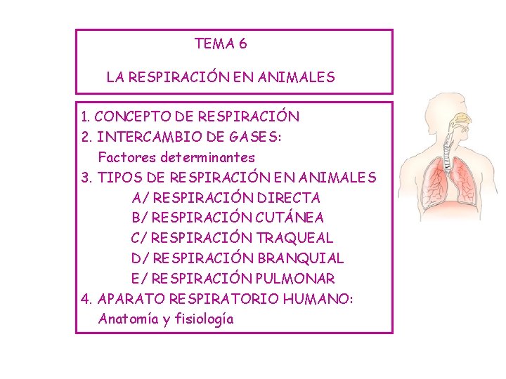 TEMA 6 LA RESPIRACIÓN EN ANIMALES 1. CONCEPTO DE RESPIRACIÓN 2. INTERCAMBIO DE GASES: