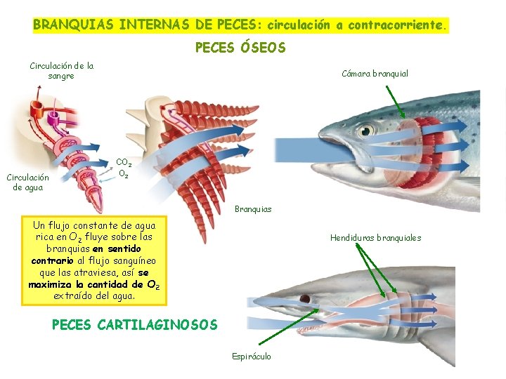 BRANQUIAS INTERNAS DE PECES: circulación a contracorriente. PECES ÓSEOS Circulación de la sangre Circulación