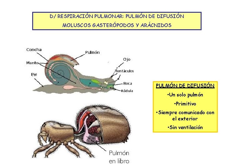 D/ RESPIRACIÓN PULMONAR: PULMÓN DE DIFUSIÓN MOLUSCOS GASTERÓPODOS Y ARÁCNIDOS PULMÓN DE DIFUSIÓN •