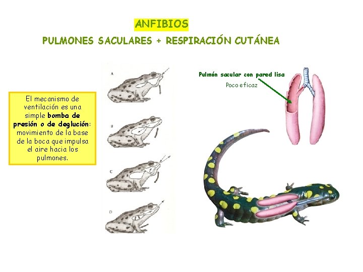 ANFIBIOS PULMONES SACULARES + RESPIRACIÓN CUTÁNEA Pulmón sacular con pared lisa Poco eficaz El