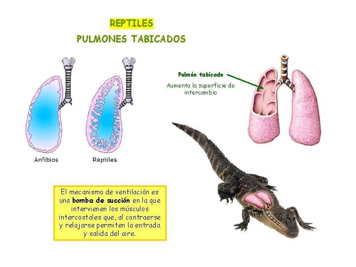 REPTILES PULMONES TABICADOS Pulmón tabicado Aumenta la superficie de intercambio El mecanismo de ventilación