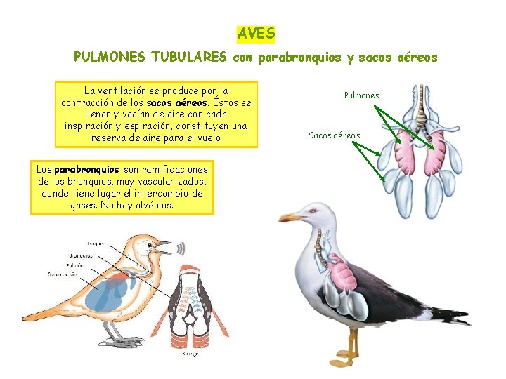 AVES PULMONES TUBULARES con parabronquios y sacos aéreos La ventilación se produce por la