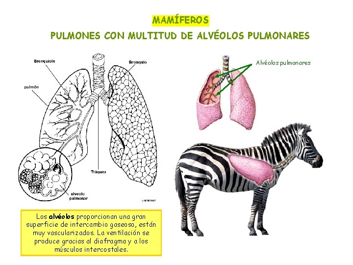 MAMÍFEROS PULMONES CON MULTITUD DE ALVÉOLOS PULMONARES Alvéolos pulmonares Los alvéolos proporcionan una gran
