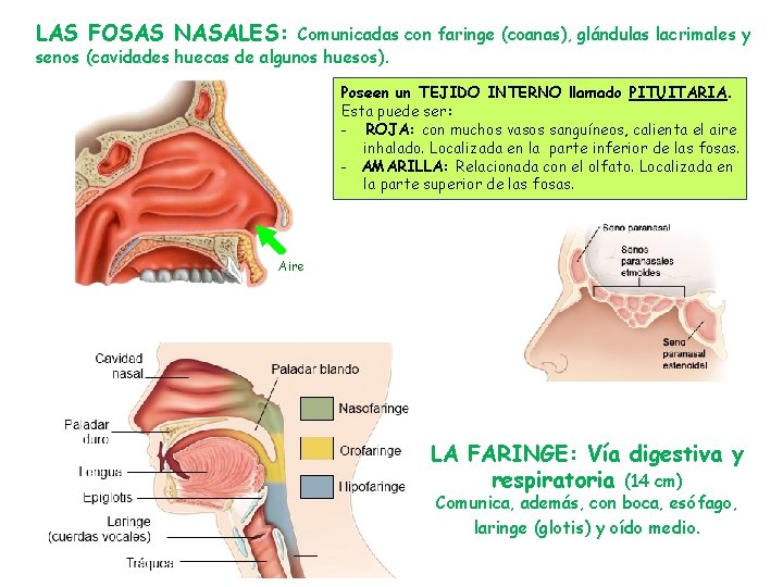 LAS FOSAS NASALES: Comunicadas con faringe (coanas), glándulas lacrimales y senos (cavidades huecas de