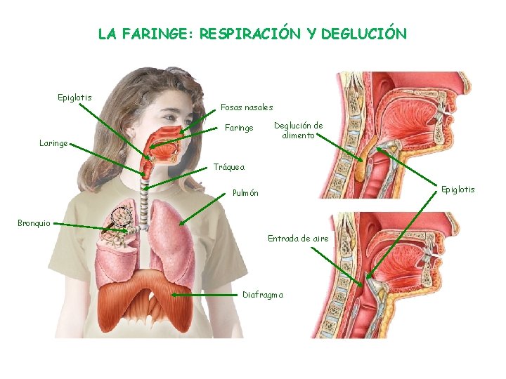 LA FARINGE: RESPIRACIÓN Y DEGLUCIÓN Epiglotis Fosas nasales Faringe Laringe Deglución de alimento Tráquea