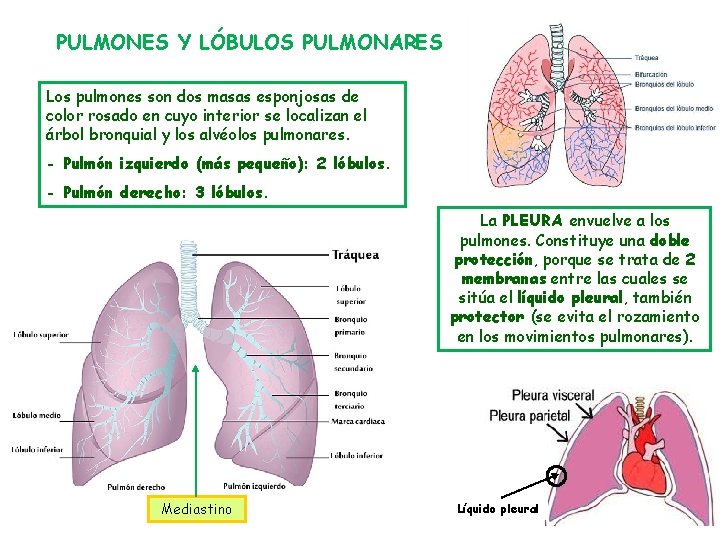 PULMONES Y LÓBULOS PULMONARES Los pulmones son dos masas esponjosas de color rosado en