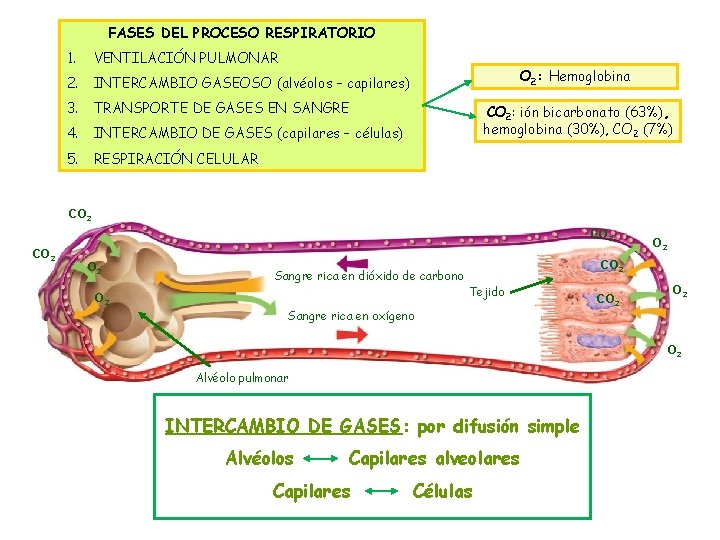 FASES DEL PROCESO RESPIRATORIO 1. VENTILACIÓN PULMONAR 2. INTERCAMBIO GASEOSO (alvéolos – capilares) 3.
