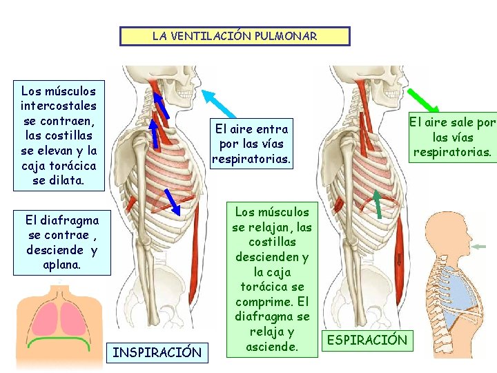 LA VENTILACIÓN PULMONAR Los músculos intercostales se contraen, las costillas se elevan y la