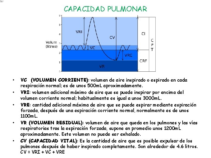 CAPACIDAD PULMONAR • • • VC (VOLUMEN CORRIENTE): volumen de aire inspirado o espirado