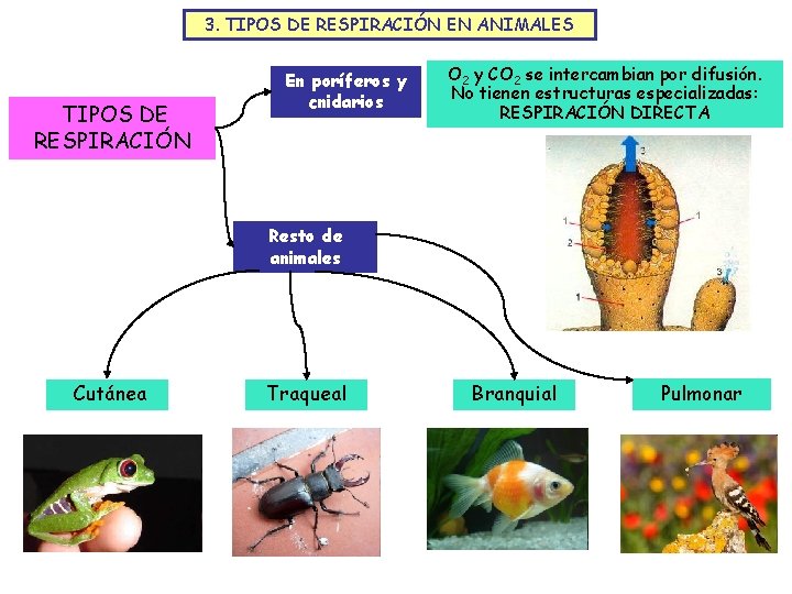 3. TIPOS DE RESPIRACIÓN EN ANIMALES TIPOS DE RESPIRACIÓN En poríferos y cnidarios O