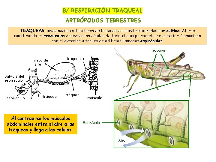 B/ RESPIRACIÓN TRAQUEAL ARTRÓPODOS TERRESTRES TRÁQUEAS: invaginaciones tubulares de la pared corporal reforzadas por