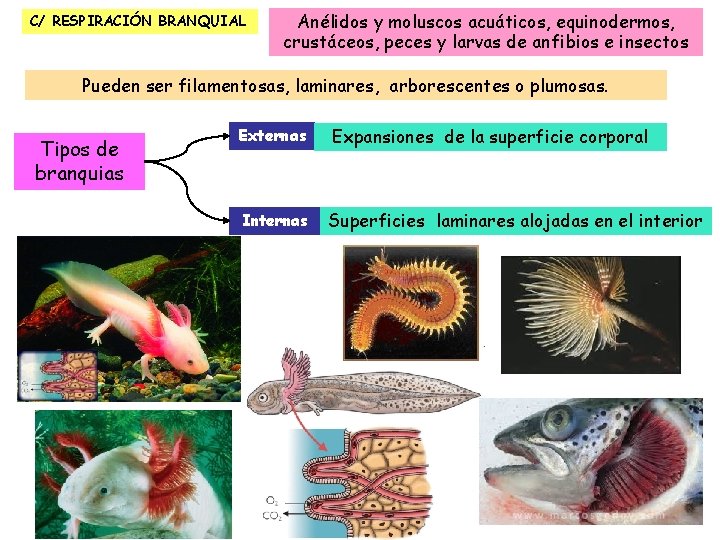 C/ RESPIRACIÓN BRANQUIAL Anélidos y moluscos acuáticos, equinodermos, crustáceos, peces y larvas de anfibios