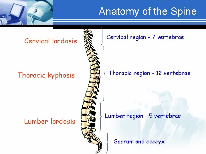 Anatomy of the Spine Cervical lordosis Thoracic kyphosis Lumber lordosis Cervical region – 7