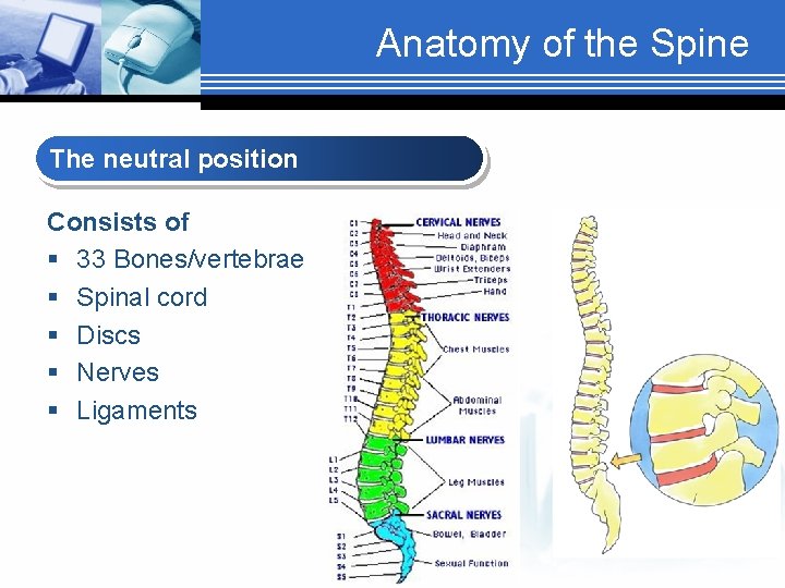 Anatomy of the Spine The neutral position Consists of § 33 Bones/vertebrae § Spinal