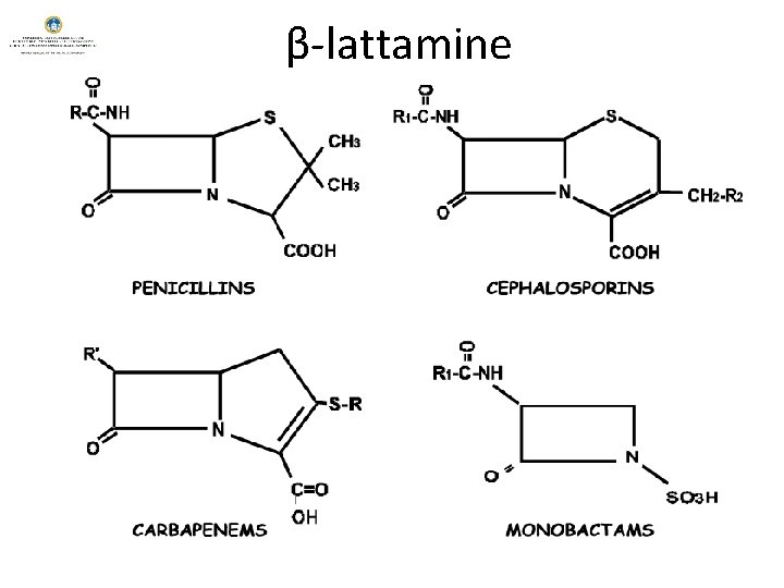 β-lattamine 
