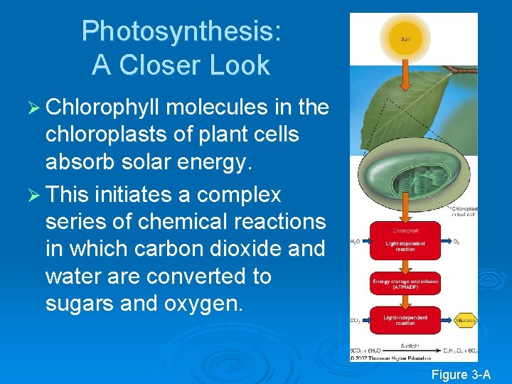 Photosynthesis: A Closer Look Ø Chlorophyll molecules in the chloroplasts of plant cells absorb