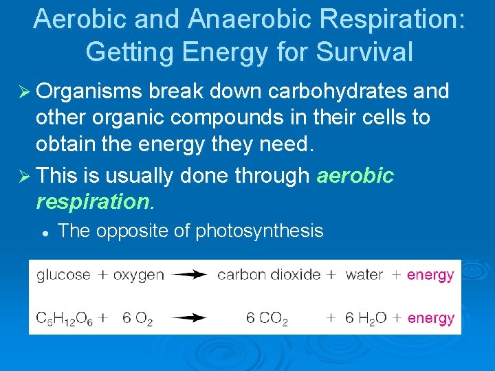 Aerobic and Anaerobic Respiration: Getting Energy for Survival Ø Organisms break down carbohydrates and