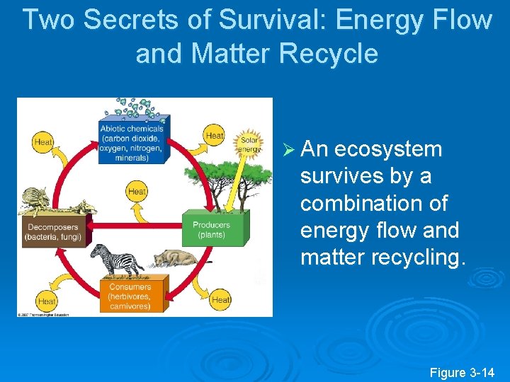 Two Secrets of Survival: Energy Flow and Matter Recycle Ø An ecosystem survives by