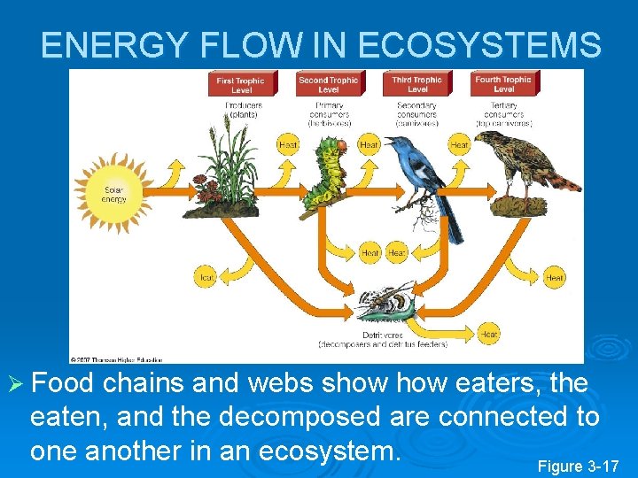 ENERGY FLOW IN ECOSYSTEMS Ø Food chains and webs show eaters, the eaten, and