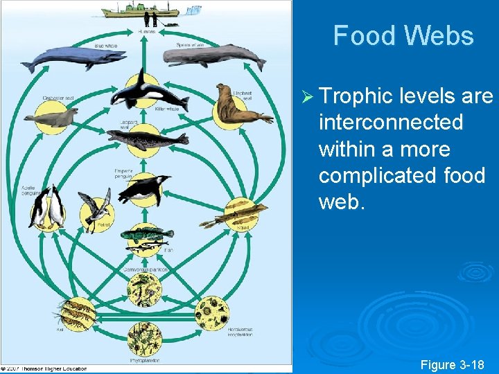 Food Webs Ø Trophic levels are interconnected within a more complicated food web. Figure