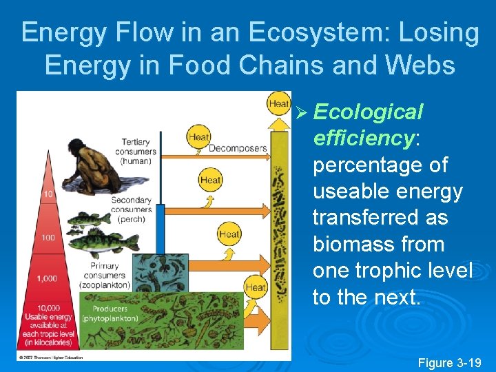 Energy Flow in an Ecosystem: Losing Energy in Food Chains and Webs Ø Ecological