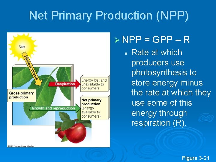 Net Primary Production (NPP) Ø NPP = GPP – R l Rate at which