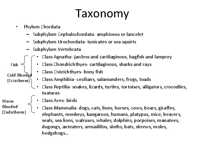 Taxonomy Phylum Chordata – Subphylum Cephalochordata- amphioxus or lancelet – Subphylum Urochordata- tunicates or