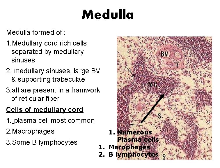 Medulla formed of : 1. Medullary cord rich cells separated by medullary sinuses 2.