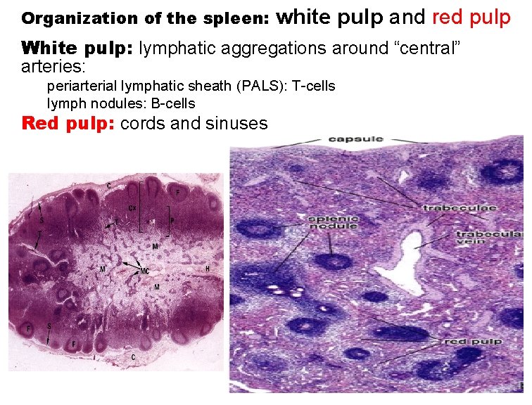 Organization of the spleen: white pulp and red pulp White pulp: lymphatic aggregations around