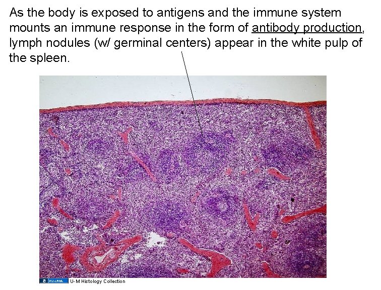 As the body is exposed to antigens and the immune system mounts an immune