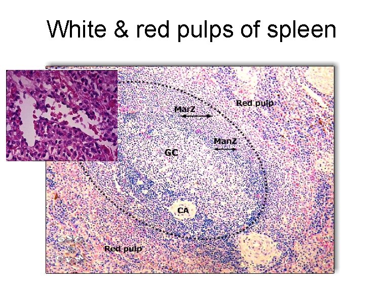 White & red pulps of spleen 