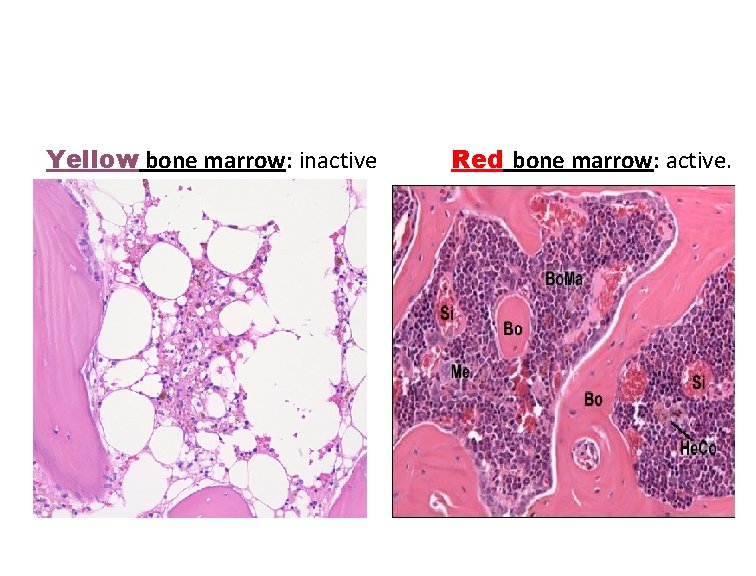 Yellow bone marrow: inactive Red bone marrow: active. 