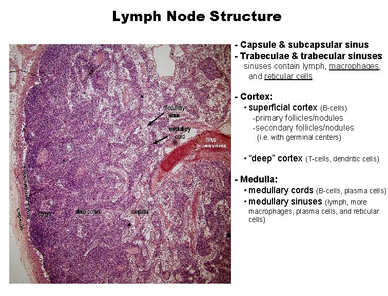 Lymph Node Structure - Capsule & subcapsular sinus - Trabeculae & trabecular sinuses contain